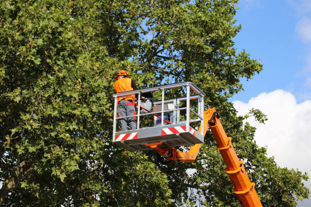 How Our Tree Care Process Works  in  Loving, NM