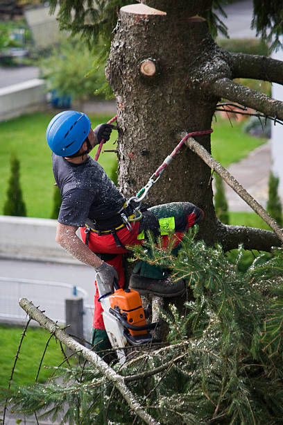 Best Emergency Tree Removal  in Loving, NM